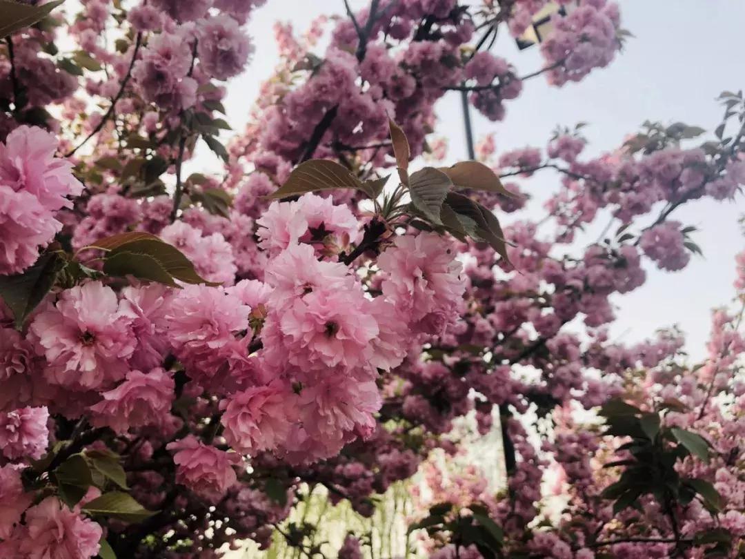 美若仙境免费,美若仙境公园怎样去