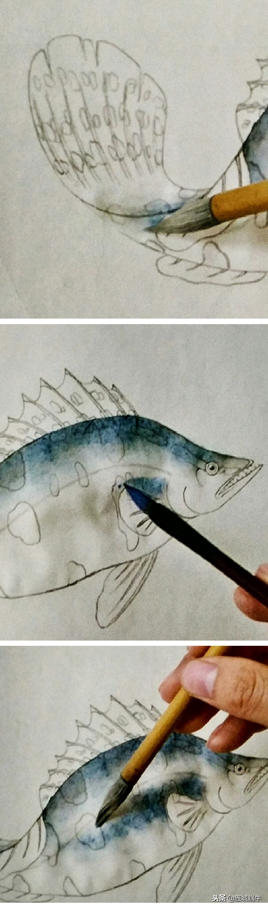鳜鱼画法小视频,鳜鱼工笔画法视频