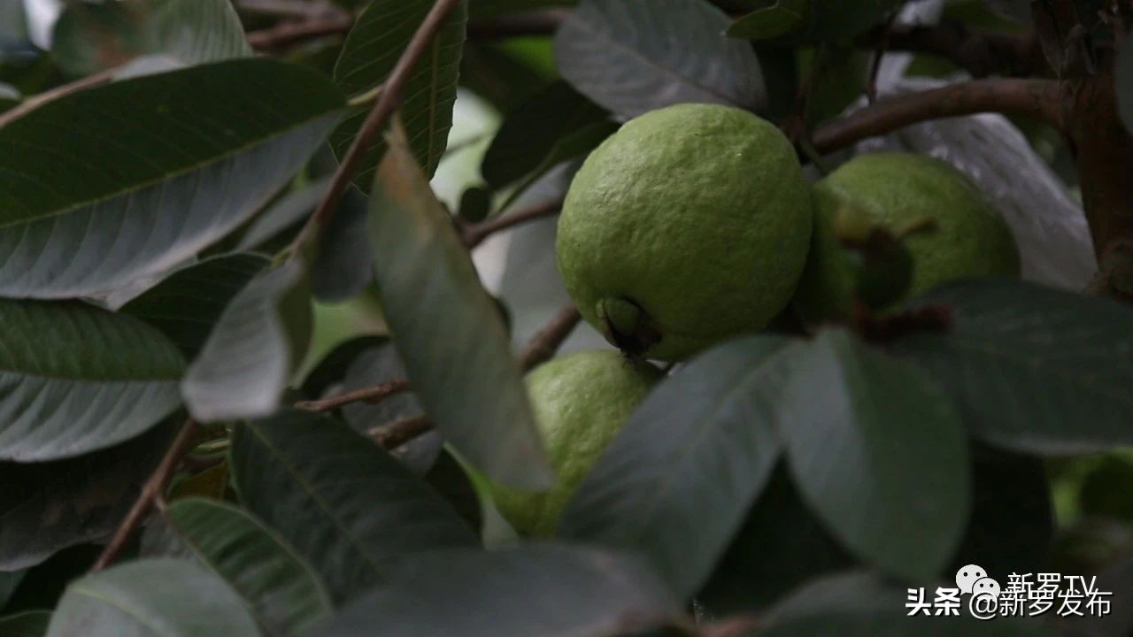 食尚岩味：红心芭乐
