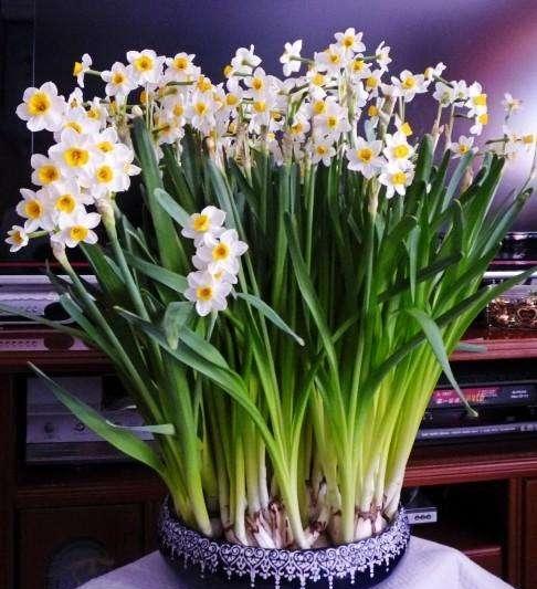 好养又好看的水培植物,百搭的水培花卉