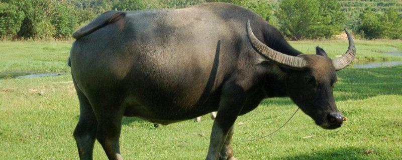 黄牛与水牛价格相比,黄牛和水牛有什么本质上的区别