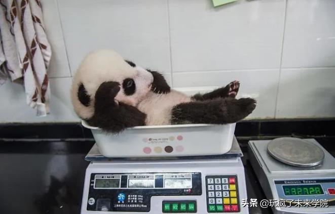 熊猫称完体重后自闭,当熊猫称完体重自闭