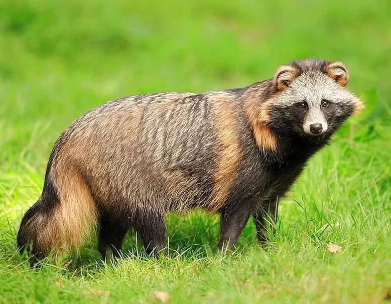火箭浣熊是小熊猫还是小浣熊,小熊猫是浣熊科动物吗