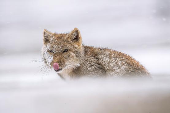 尼康d6拍鸟评测,摄影全套教程尼康d6