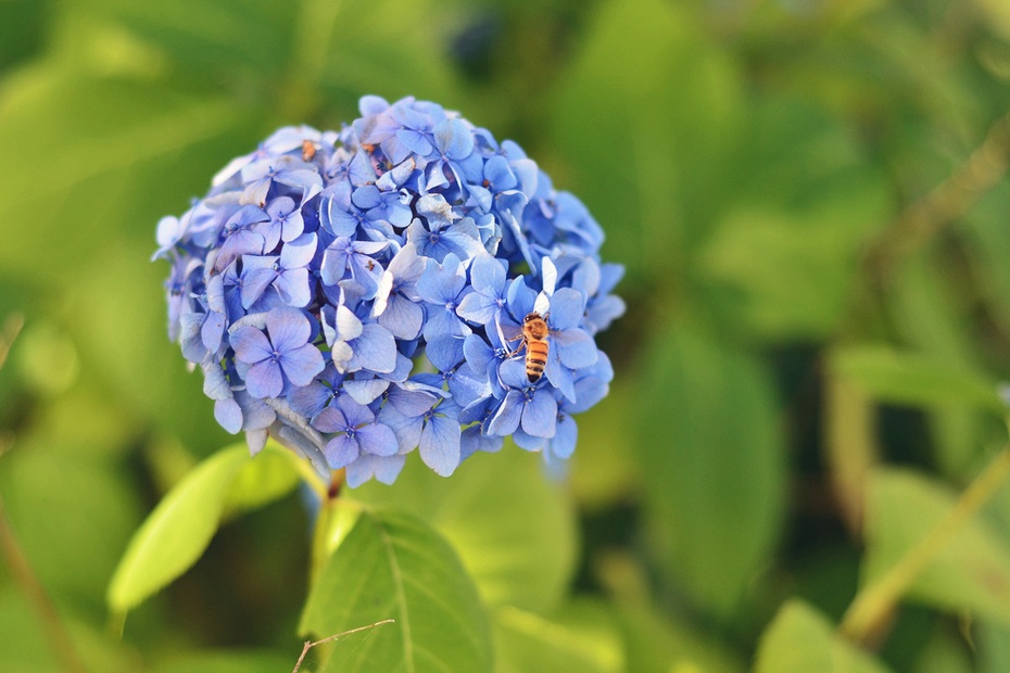 十种蓝色花,常见的六种蓝色花