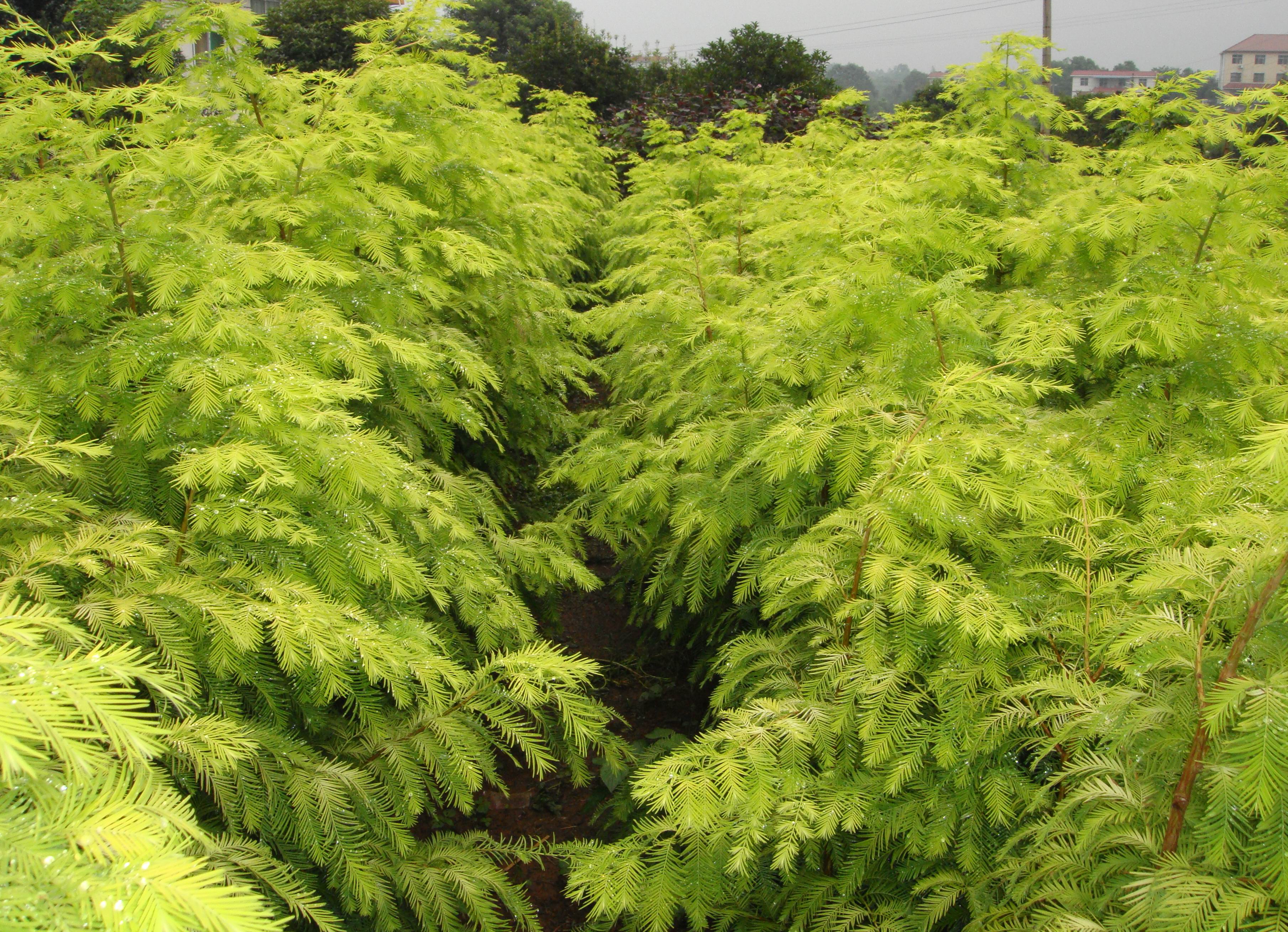 金叶水杉苗木高成活率,金叶水杉工程苗怎么培养