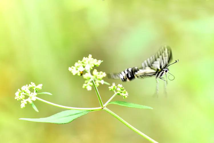 鎽勫奖鐜╁澶ф渤娑ㄦ按铻宠瀭鎹曡潐,铻宠瀭鎹曡潐灏忓搧