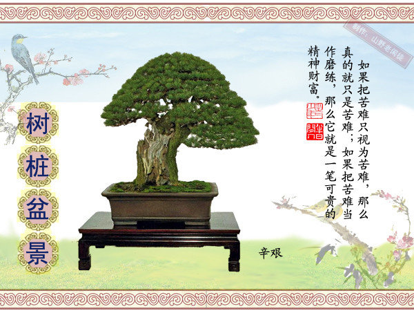 鏍戞々鐩嗘櫙楂樻竻鍥剧墖,姒旀鐩嗘櫙鏍戞々