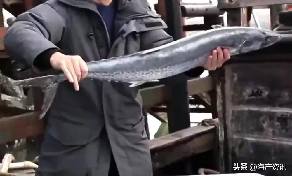 海鲜市场这4种鱼人工无法养殖,海鲜市场适合养什么鱼