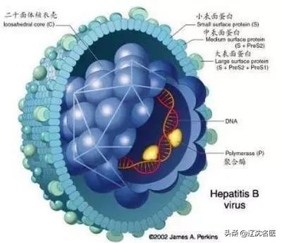 乙肝中医可以治愈吗,乙肝功能性治愈意思