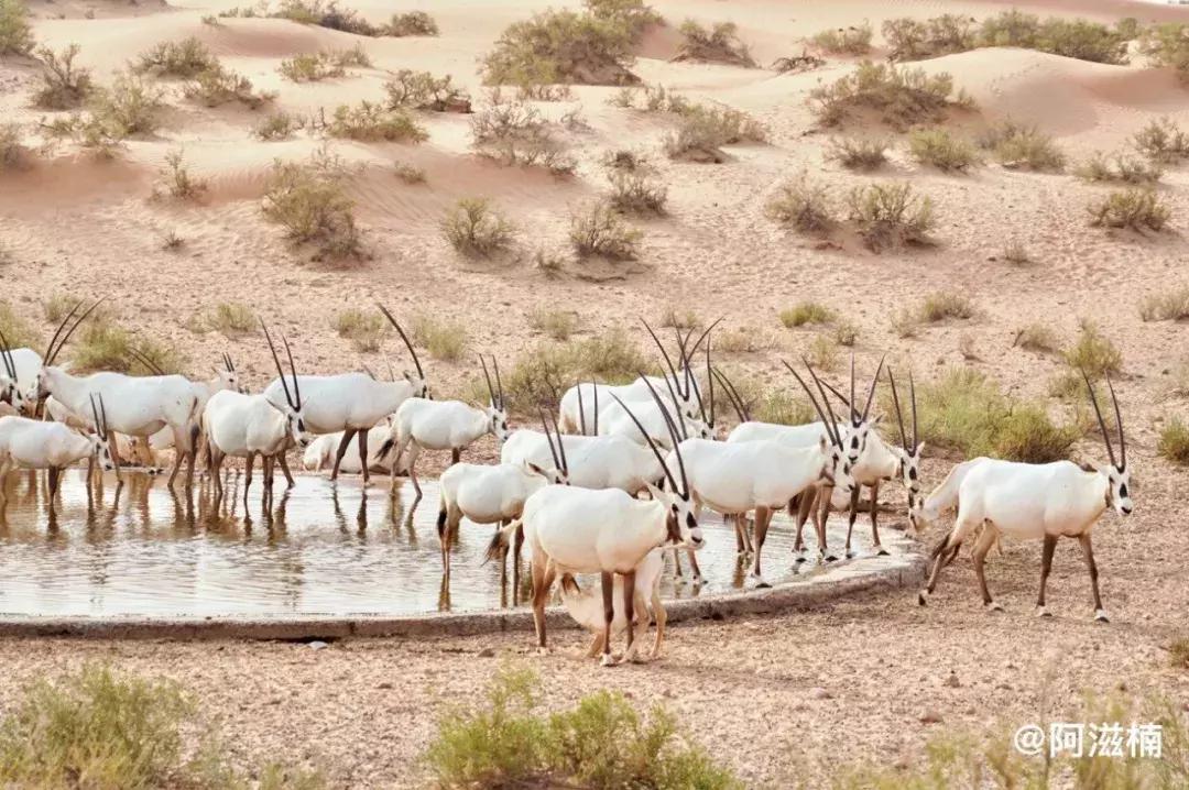 奇迹之城迪拜攻略,沙漠奇迹之城攻略