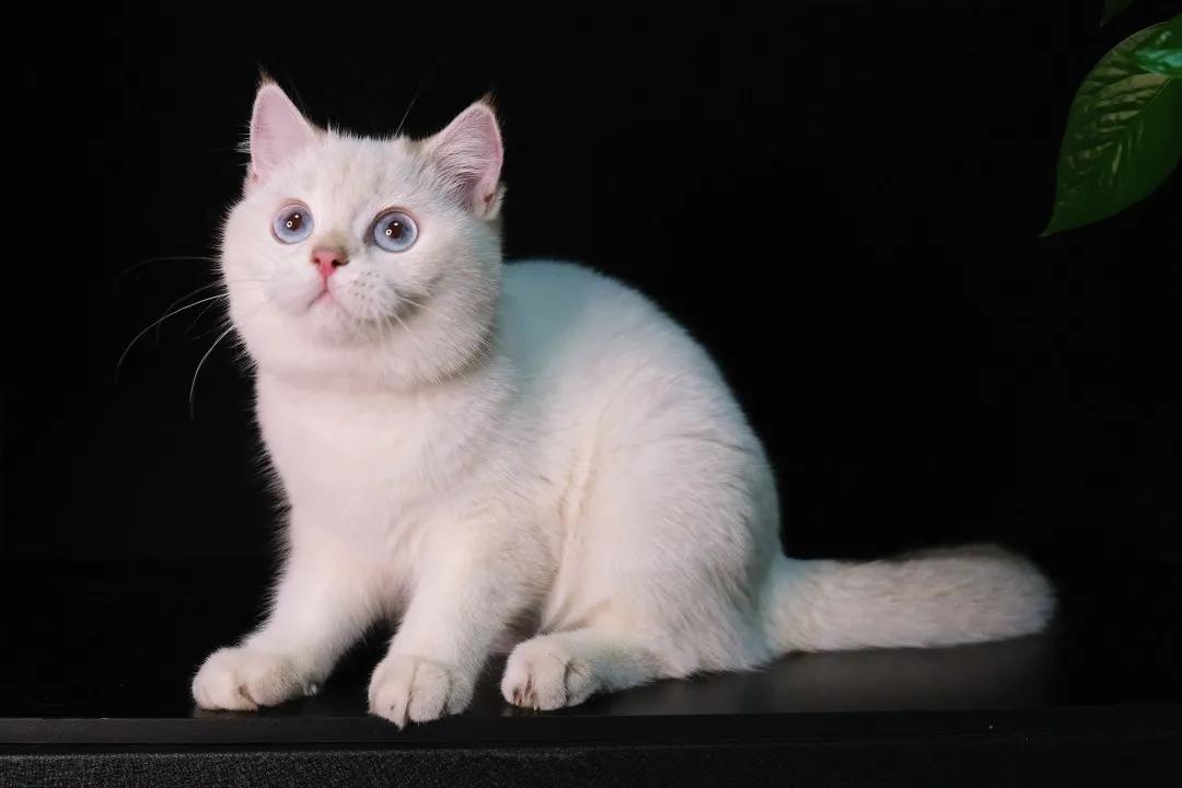 英短为什么讨人厌,英短猫为什么不建议养