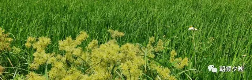 岐阳梧桐起凤环，鹭兮鹭兮寻不见（上）