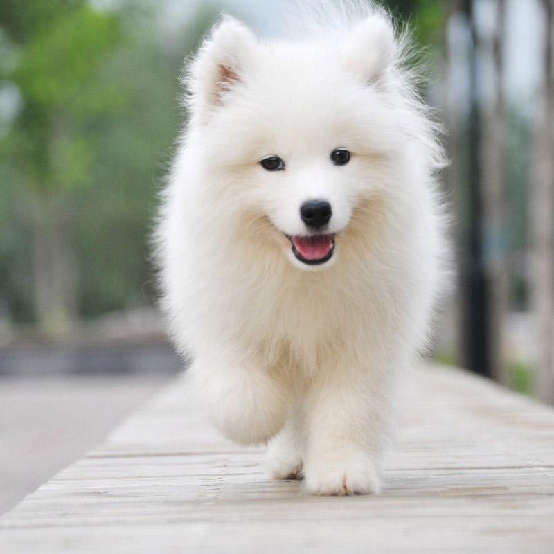 100种最难得一见的狗,10种最不常见的狗