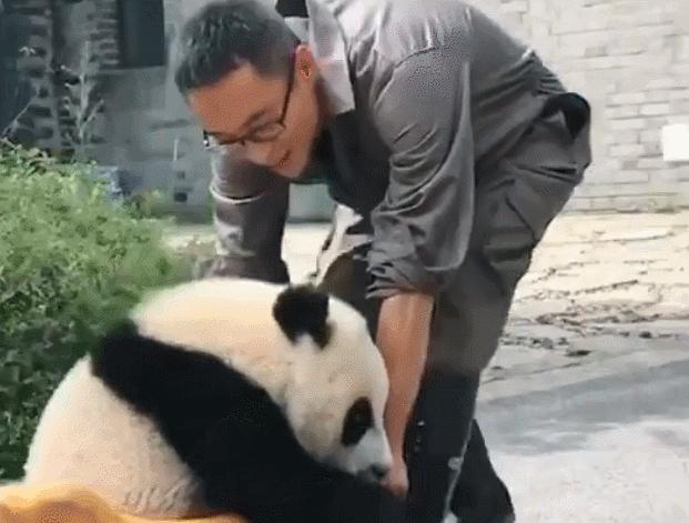 国内可以看熊猫吗,看熊猫要到哪里看