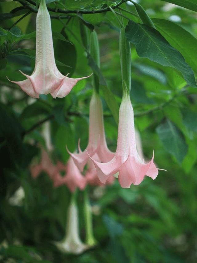 绿萝有毒长寿花有毒吗,绿萝有毒吗什么花有毒