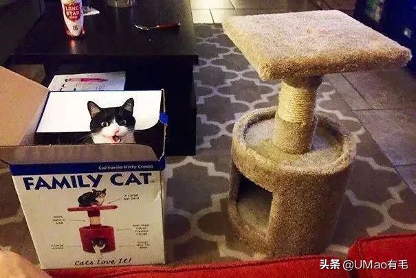 李佳琦叫卖都不管用！双十一猫咪用品这些坑得避