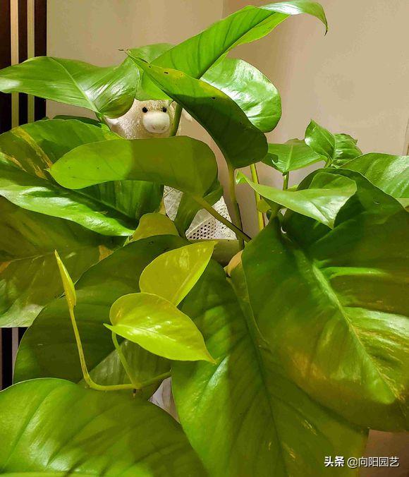 绿萝吃水很厉害,绿萝长得太快了