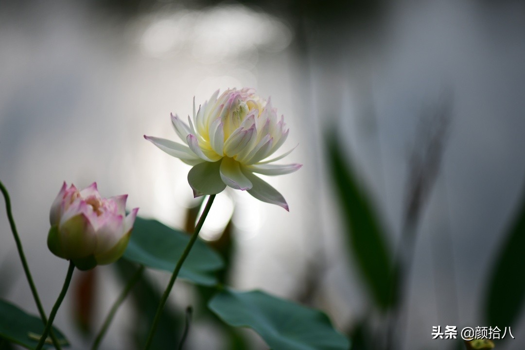 碗莲种藕生长到开花全过程,碗莲种藕到开花的过程
