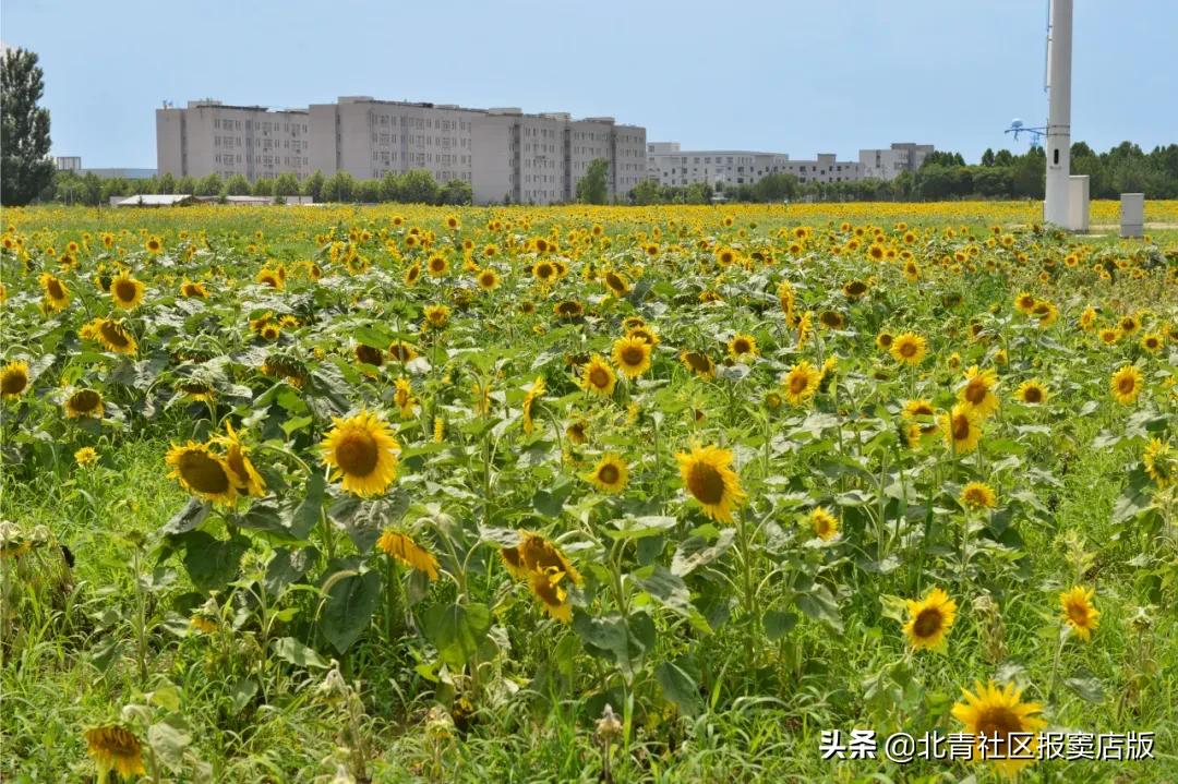 千亩向日葵游玩,百亩向日葵花海免费赏