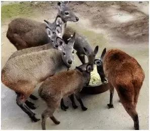 创业致富项目农村种什么赚钱,适合农村的创业好项目养殖