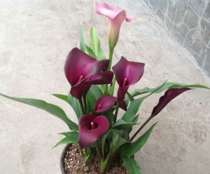 彩色马蹄莲怎么养爱开花图片,彩色马蹄莲夏季的养殖方法