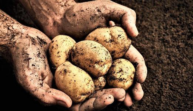 爱尔兰土豆饥荒血与泪：被饥饿操控的少女，如何走向了地狱？