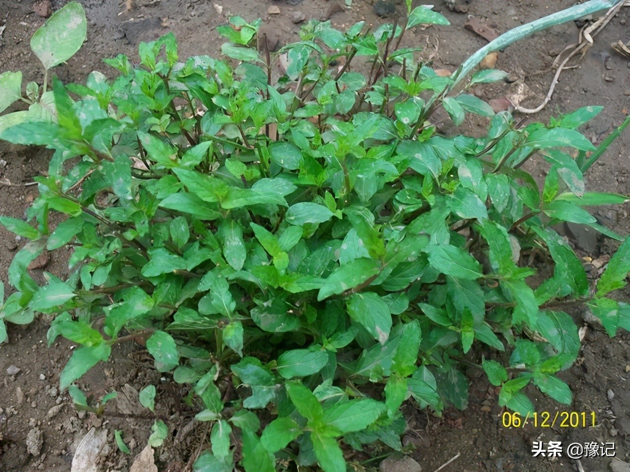 能分清荆芥、十香、薄荷、五香长相的河南人，请举手|豫记