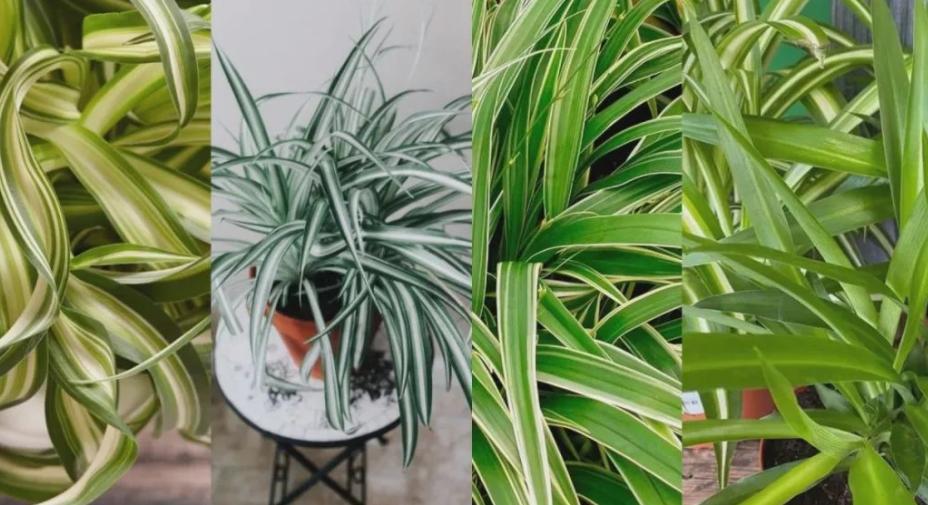 冬天耐寒又不需要浇水的绿植,不怕日晒的水培家养绿植有哪些