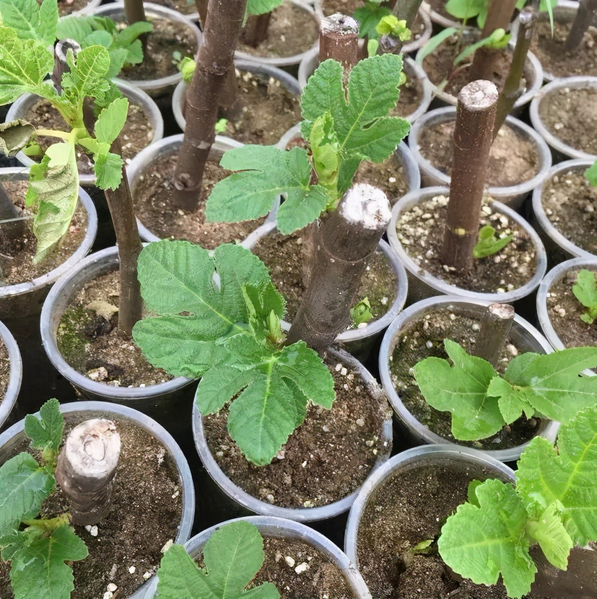 一根枝条插土里怎么生根,下山老桩扦插生根最快方法