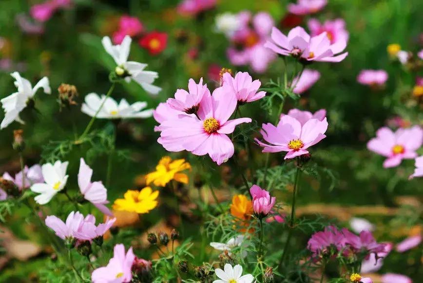 好书推荐快来领取你的宝藏书单,100种百花图谱大全