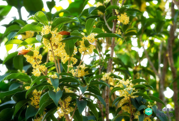 院子适合种的花和设计,庭院设计植物大全