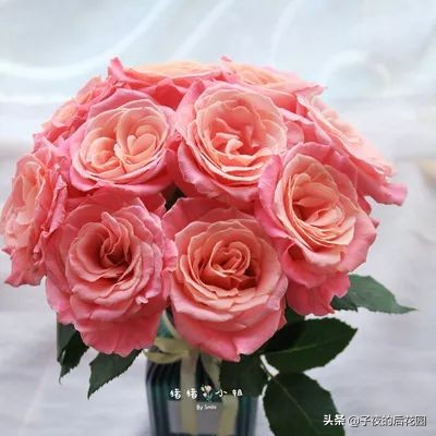 最好的进口玫瑰,进口玫瑰品种