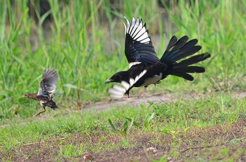 为什么喜鹊被称为报喜鸟呢,喜鹊是报喜鸟吗