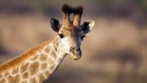 腾讯回应微信异常为什么会被封号,腾讯微信被封号怎么解决