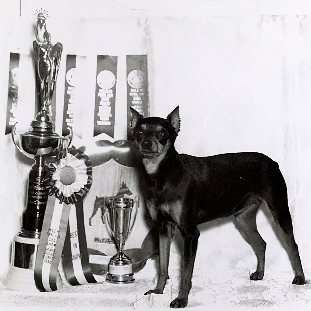 不断尾不立耳的迷你杜宾犬,迷你杜宾犬起源和介绍