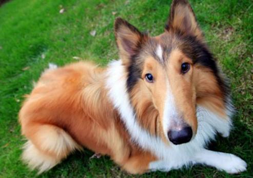 狂犬什么时间内打,正确的养狼犬方法视频