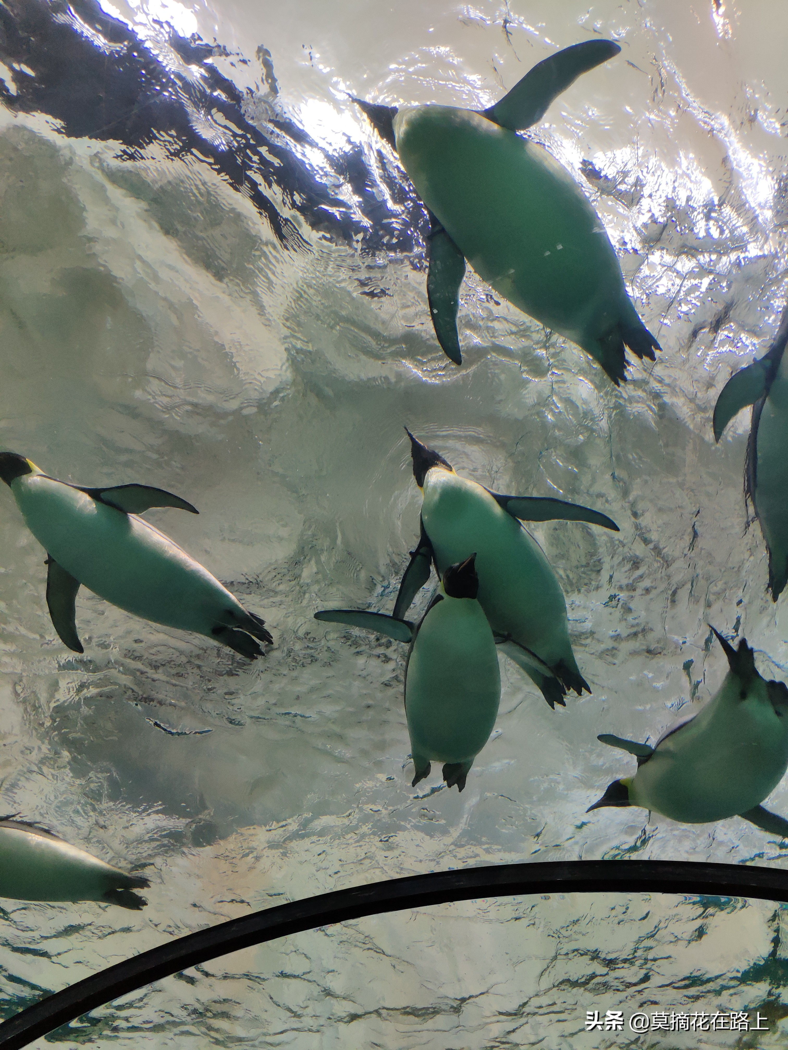 推荐去珠海长隆旅游的原因,一场说走就走的旅行珠海长隆