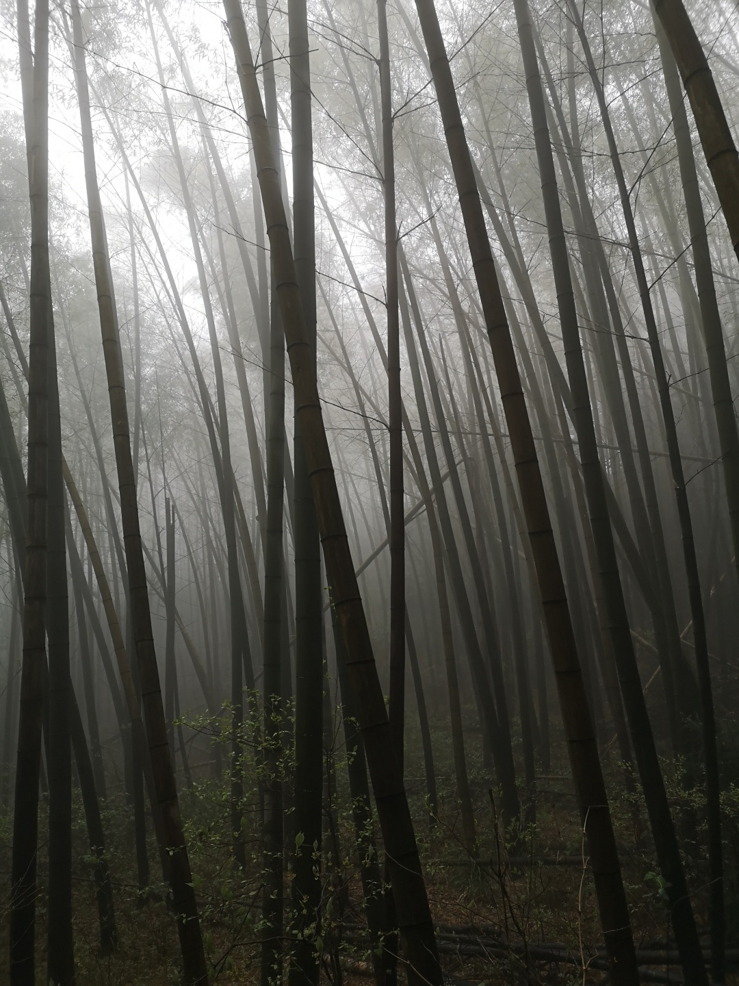 竹林深处探宝——只为了那一棵黄精