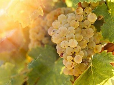 白葡萄酒雷司令好喝吗,约翰山雷司令白葡萄酒