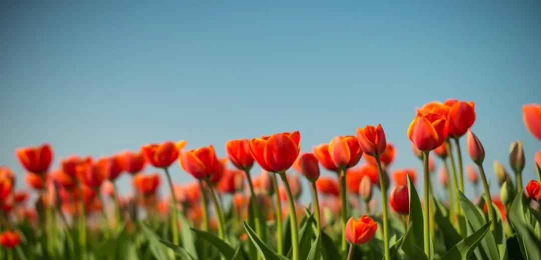 五下语文第19课牧场之国预习笔记,部编版五年级语文下册19牧场之国