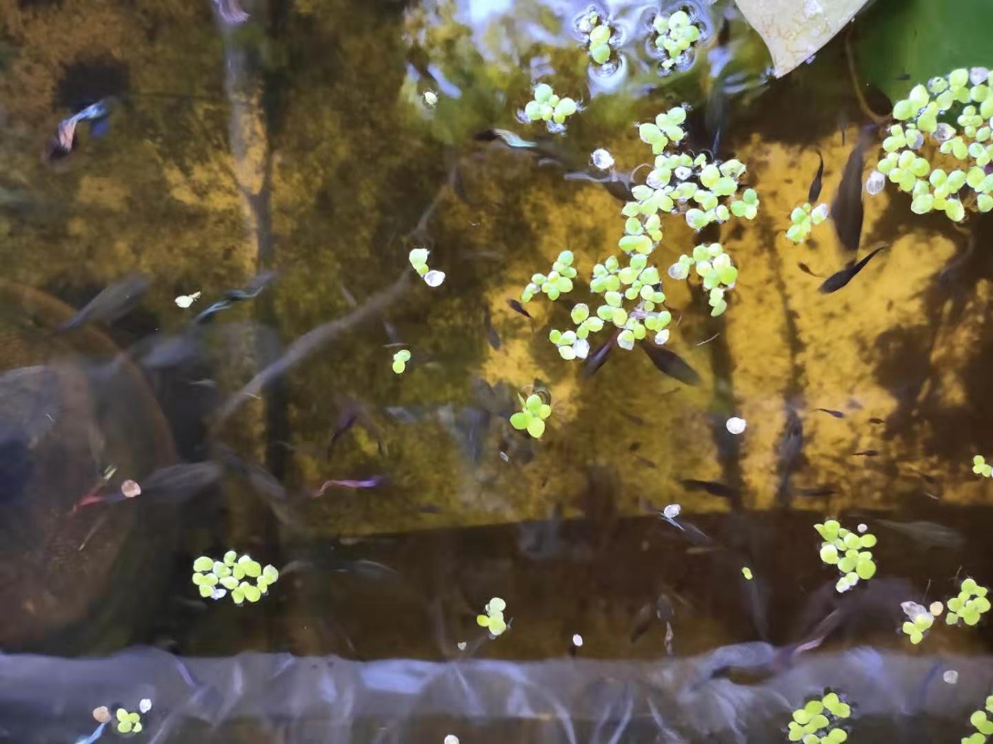 孔雀鱼一直全部待在水底没事吧,孔雀鱼有几条一直在水底下