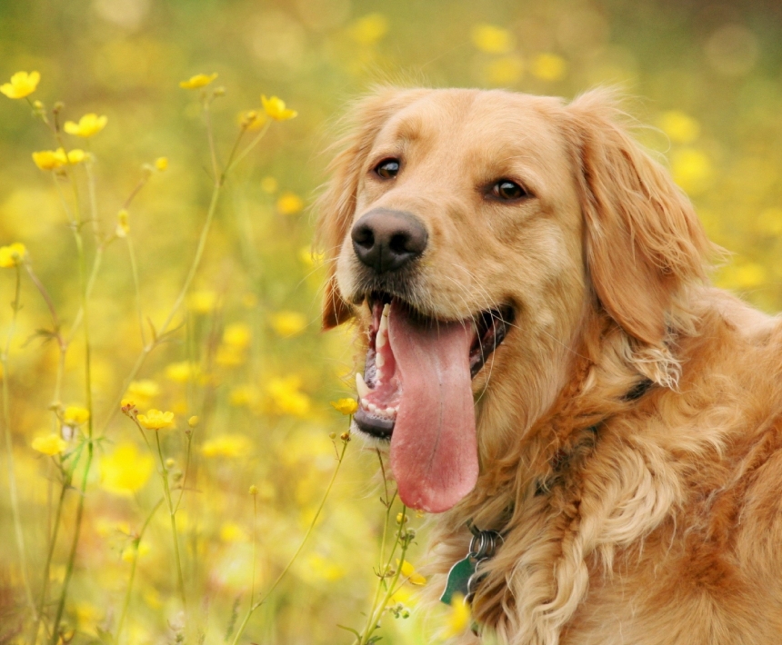 小金毛养多久才会温顺听话,养宠小知识金毛一天尿两次可以吗