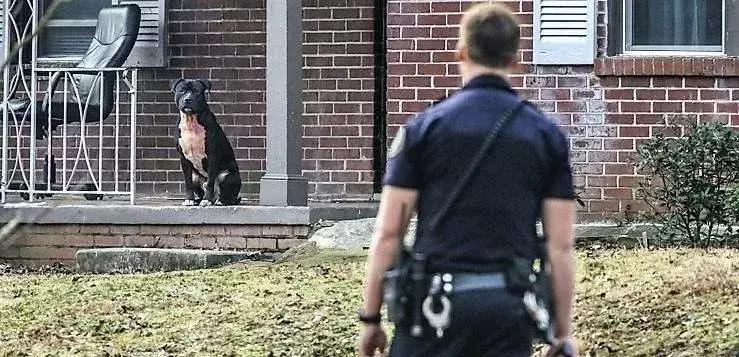 男子被一只狗疯咬,狗被狗咬出血会自愈吗