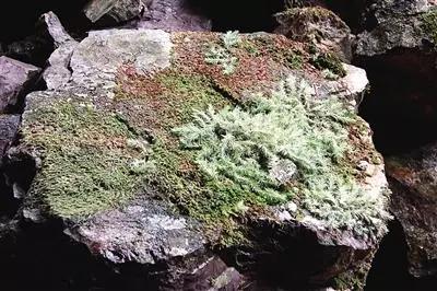 明矾石矿,矾山还有多少明矾矿