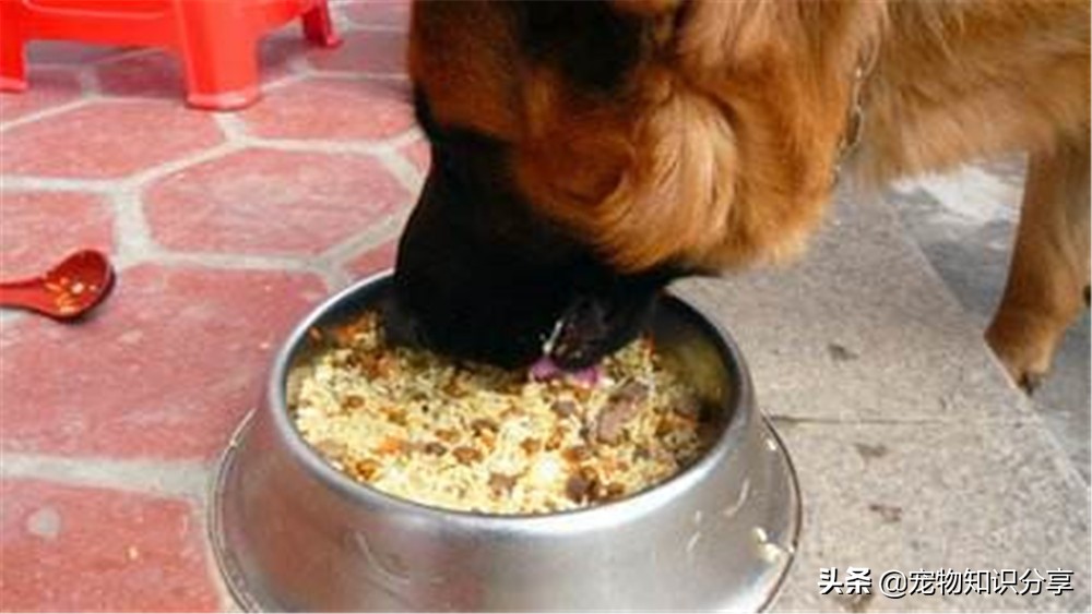 自制狗粮里加米饭好还是玉米面好,自制狗粮需要烘干吗多久可以吃