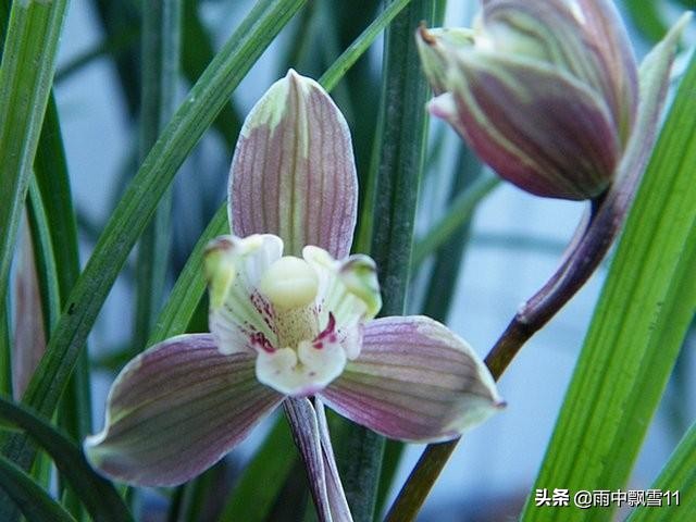 兰花上盆的正确方法图解,兰花上盆的十个小知识