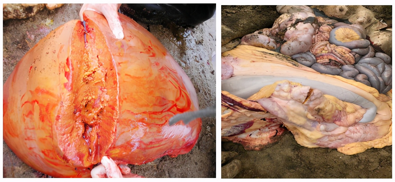 濂剁墰鏇规澃鎺堣,鏇规澃濂剁墰鐤剧梾