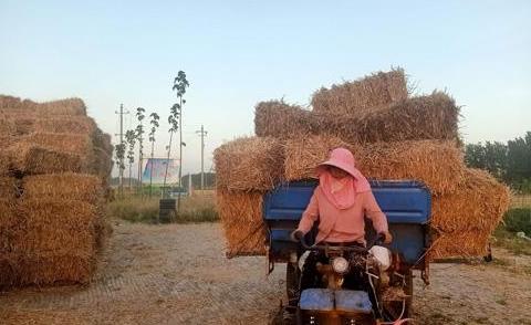 柿黄集村：麦秸打捆成饲料一天能挣400多