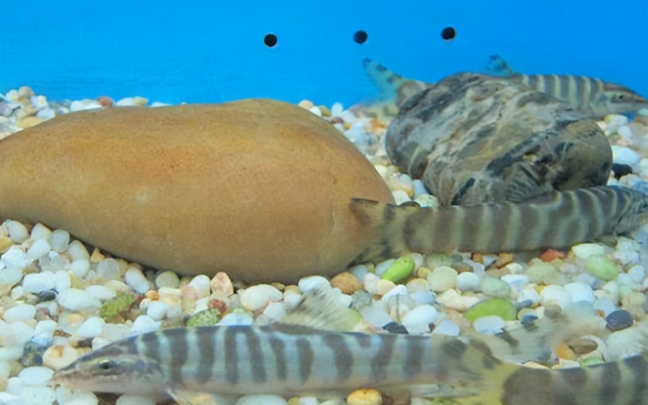 稀奇鱼类绿色泥鳅,长江稀有泥鳅